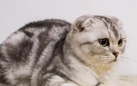 猫咪科普之苏格兰折耳猫