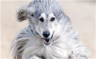 阿富汗猎犬：拥有古老血统与贵族气质的多样猎犬