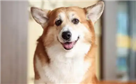 威尔斯柯基犬:彭布罗克与卡迪根的区别是什么?