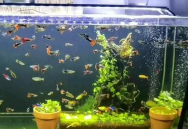 孔雀鱼鱼缸水浑浊解决攻略