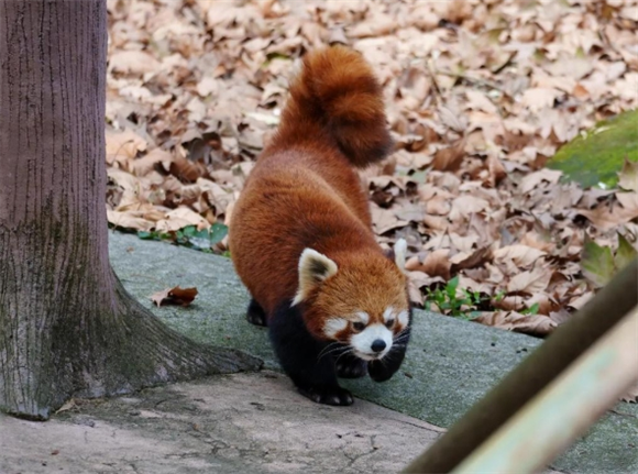 小熊猫是幼年的大熊猫吗