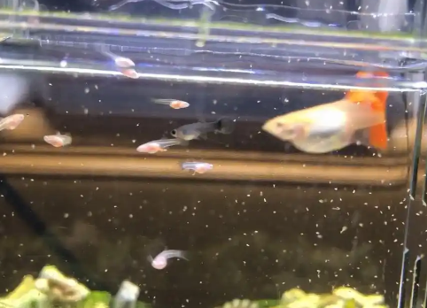 孔雀鱼尾巴裂开治疗法！学起来！