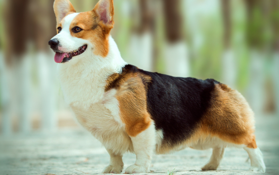 威尔斯柯基犬的饲养注意事项，你知道多少？