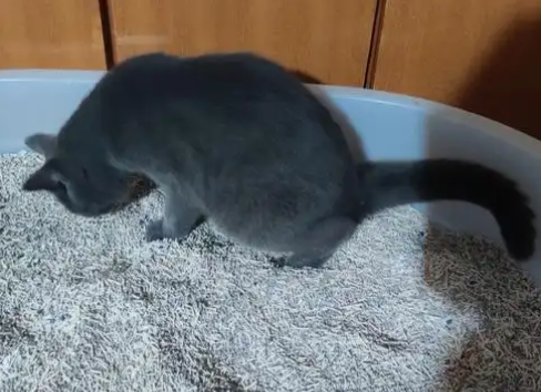 有迹猫砂哪国的 有迹猫砂哪国的