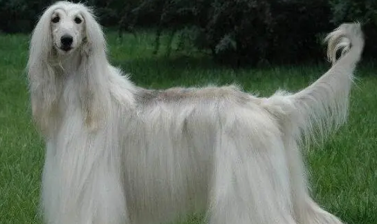狗中贵族阿富汗猎犬：最古老的猎犬犬种之一！