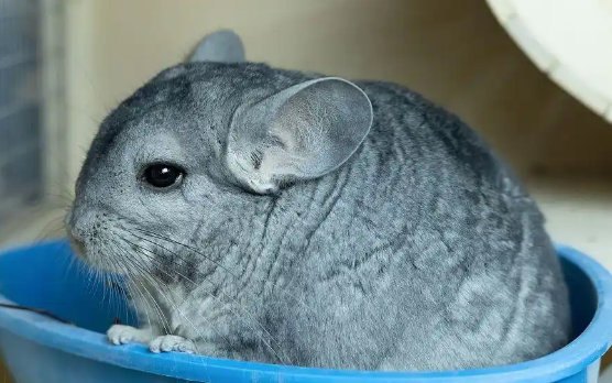 龙猫好养吗?新手养前一定要知道这些! 龙猫好养吗?新手养前一定要知道这些!