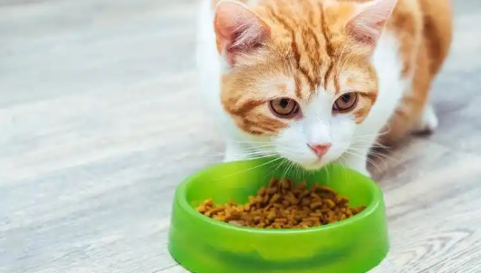 宝藏猫粮推荐！怡亲0谷猫粮！