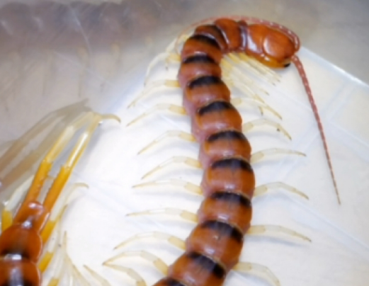 家里蜈蚣打死好不好