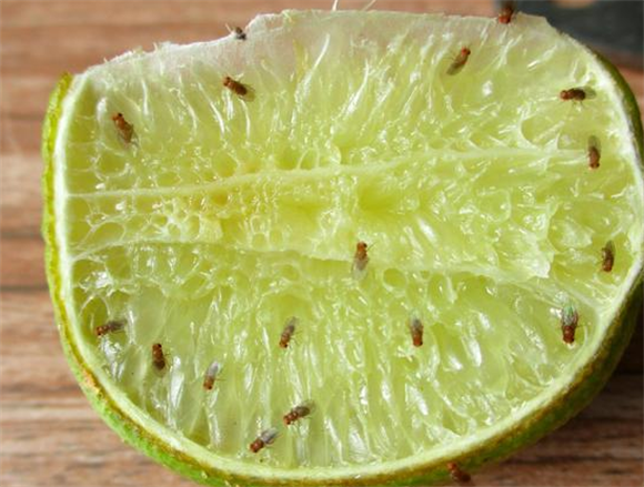 果蝇如何消灭 果蝇如何消灭