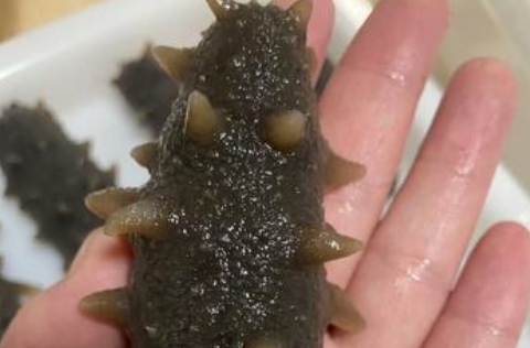 是不是什么人都可以吃海参 是不是什么人都可以吃海参