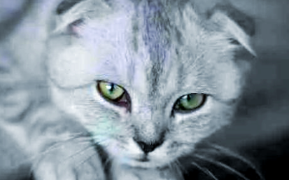 苏格兰折耳猫：宠物猫中的绅士淑女，让你感受不一样的养猫乐趣