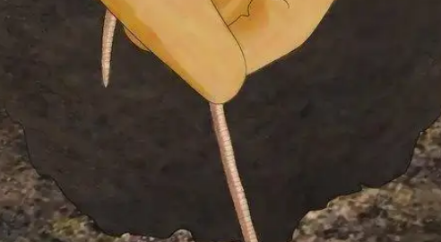 怎样诱捕野生蚯蚓