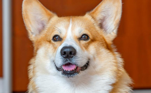 威尔斯柯基犬：电臀小飞“基”的奇妙世界