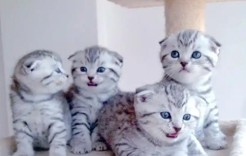 苏格兰折耳猫:独特的起源与迷人的个性 苏格兰折耳猫:独特的起源与迷人的个性