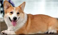 威尔斯柯基犬的挑选指南：从外貌到性格全面分析