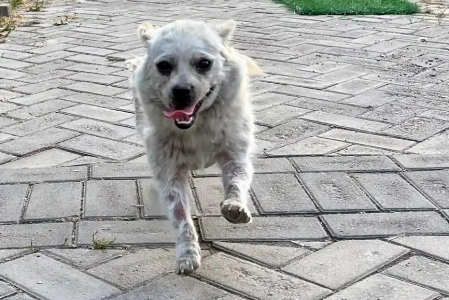 懂得感恩的流浪狗,却因外貌被人类嫌弃,带回家2个月后判若两狗 懂得感恩的流浪狗,却因外貌被人类嫌弃,带回家2个月后判若两狗