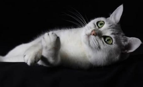波米拉猫：美丽和贴心并存的猫中女神~看完心动吗？ 