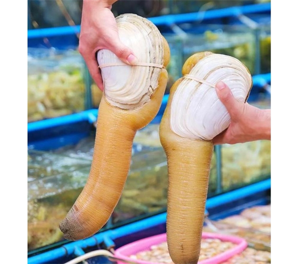 象拔蚌哪些部位不能吃
