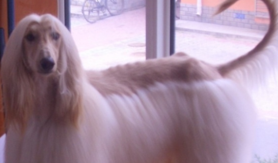 阿富汗猎犬性格全解析,一起来看看吧! 阿富汗猎犬性格全解析,一起来看看吧!