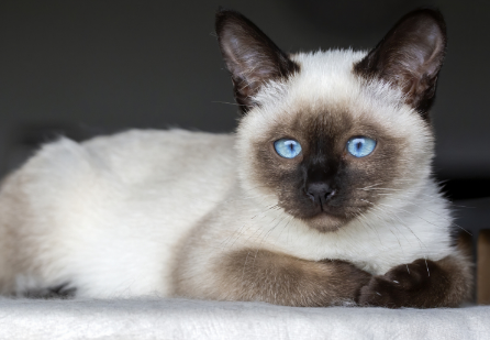 性格nice的宠物猫:巴厘猫 性格nice的宠物猫:巴厘猫