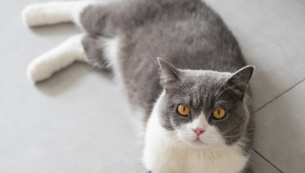 上幼儿园、进养老院、坐高铁 ——“它经济”澎湃而来 上幼儿园、进养老院、坐高铁 ——“它经济”澎湃而来