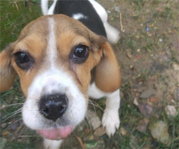 比格犬的优缺点全解析:养宠新手必看,避免成为下一个受害者 比格犬的优缺点全解析:养宠新手必看,避免成为下一个受害者