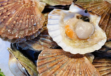海虹和扇贝哪个营养价值高 海虹和扇贝哪个营养价值高