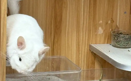 这里的数游龙猫还能客制化！吸引无数游客前往