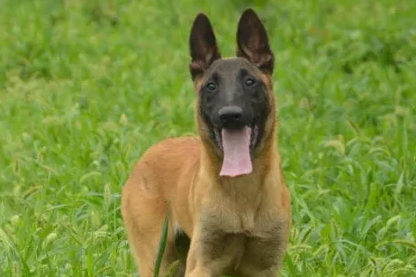 走进比利时坦比连犬：犬界的进化史