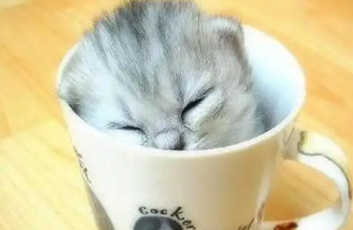 茶杯猫品种介绍，茶杯猫如何喂养？