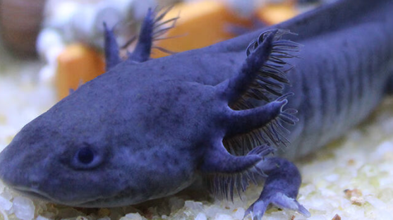 泽驭名宠推出六角恐龙鱼新品，以高性价比抢占水族市场
