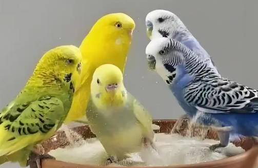 大头虎皮鹦鹉会说话吗