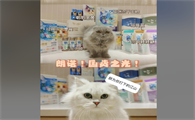 国货之光朗诺冻干,凭什么让万千铲屎官回购?