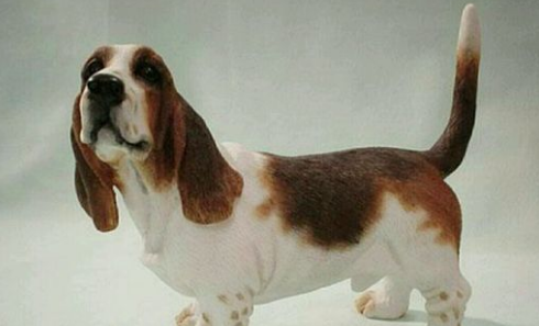 巴吉度犬：家庭中的忠实伙伴与智慧使者