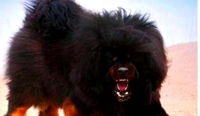 藏獒中的佼佼者——鬼獒,探索世界上最凶猛的犬种 藏獒中的佼佼者——鬼獒,探索世界上最凶猛的犬种