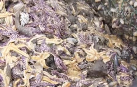 这地海星泛滥成灾!找网友帮吃光可行吗? 这地海星泛滥成灾!找网友帮吃光可行吗?