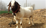 波尔山羊种公价格
