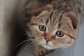 苏格兰折耳猫的起源与市场行情全解析