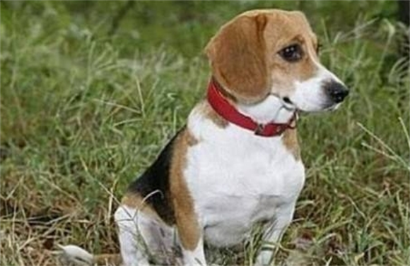 比格犬：天使面孔，魔鬼实力？一篇看完再决定养不养！