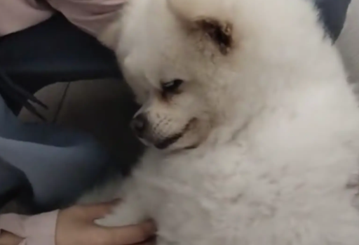 女子抱狗子照镜子,狗子以为女子抱别的狗,直接被气晕了 女子抱狗子照镜子,狗子以为女子抱别的狗,直接被气晕了