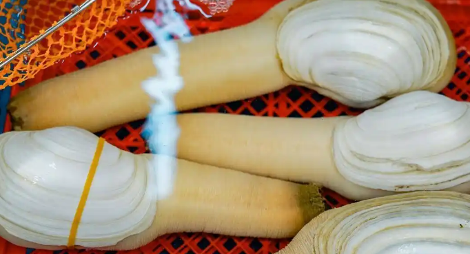 一个象拔蚌大概多少钱