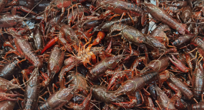 大量小龙虾怎么保存 大量小龙虾怎么保存