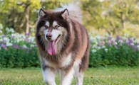 阿拉斯加犬多大能稳重
