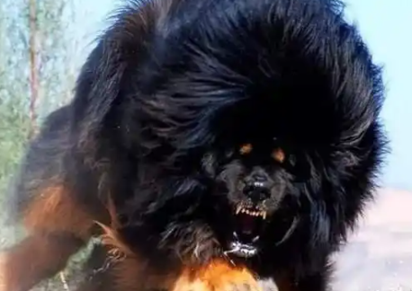 鬼獒vs狮子,如果藏獒之王单挑猫科一哥 鬼獒vs狮子,如果藏獒之王单挑猫科一哥