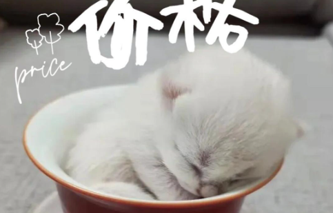 成年后体型较小的猫——茶杯猫