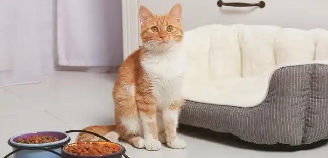 怡亲风干猫粮：性价比之选，猫咪爱不释手！