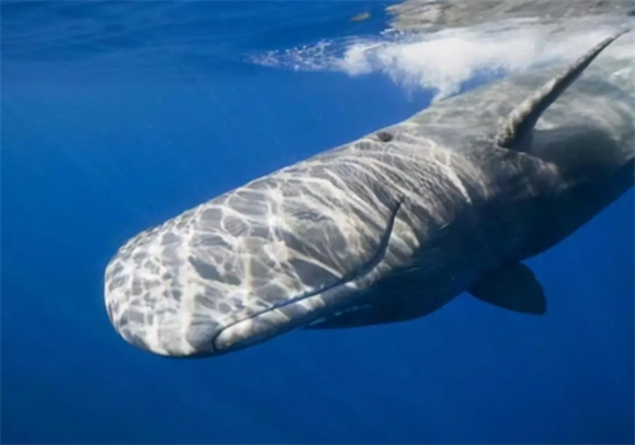 抹香鲸有天敌吗 抹香鲸有天敌吗