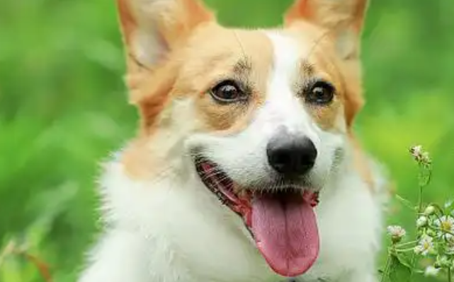如何选择健康的威尔斯柯基犬：全面指南
