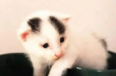 世界上最小的猫咪茶杯猫,一只手掌能托住三只 世界上最小的猫咪茶杯猫,一只手掌能托住三只