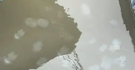 十里长堤海域现“陈嘉庚水母群” 十里长堤海域现“陈嘉庚水母群”